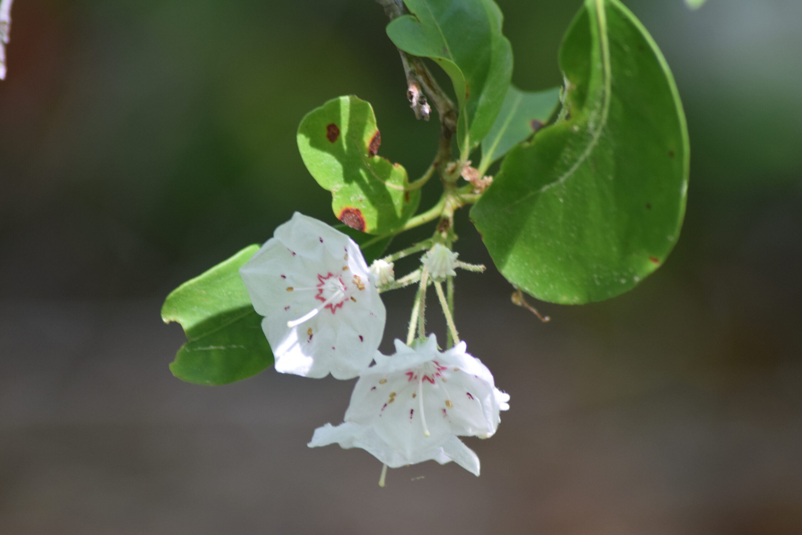 Mountain Laurel
